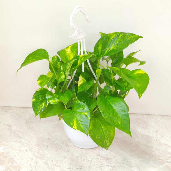 Money Plant Variegated Hanging 15 cm pot