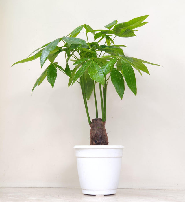 Pachira Money Plant Tree 14.5 cm pot