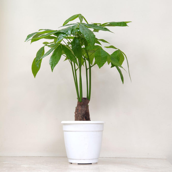 Pachira Money Plant Tree 14.5 cm pot