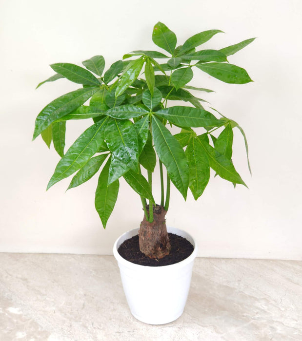 Pachira Money Plant Tree 14.5 cm pot
