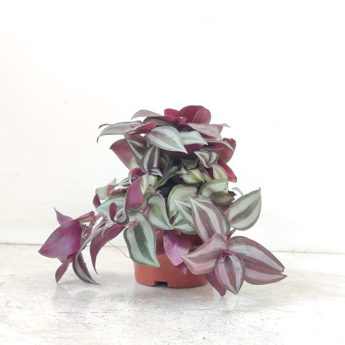 Tradescantia Zebrina 8.5 cm pot