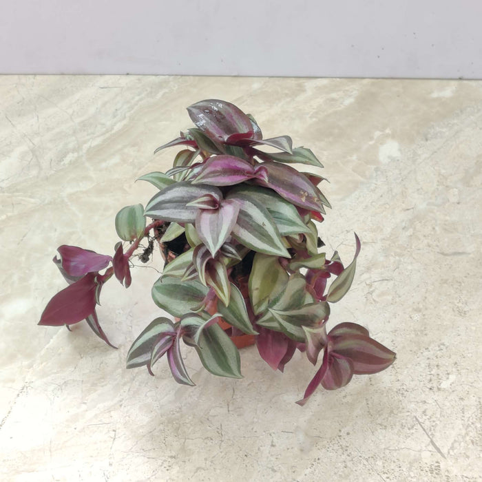 Tradescantia Zebrina 8.5 cm pot