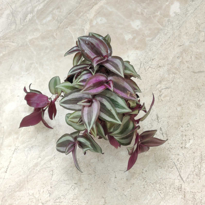 Tradescantia Zebrina 8.5 cm pot
