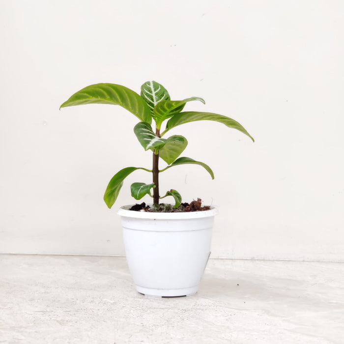 Aphelandra Squarrosa Plant 8.5 cm pot