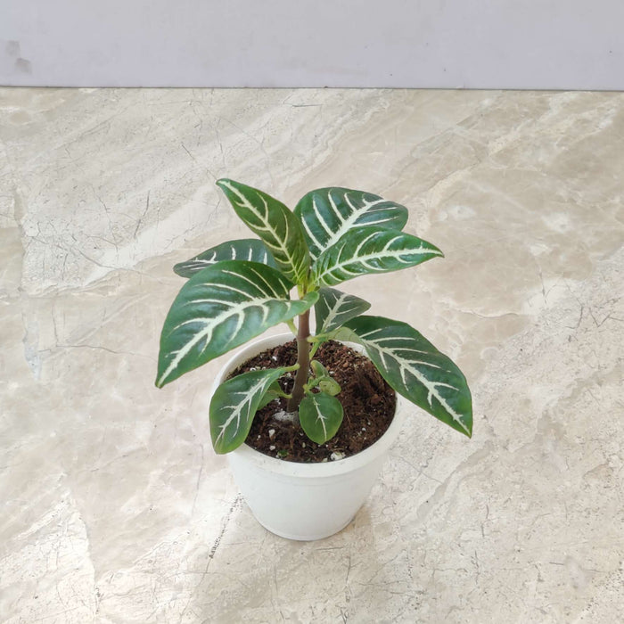 Aphelandra Squarrosa Plant 8.5 cm pot