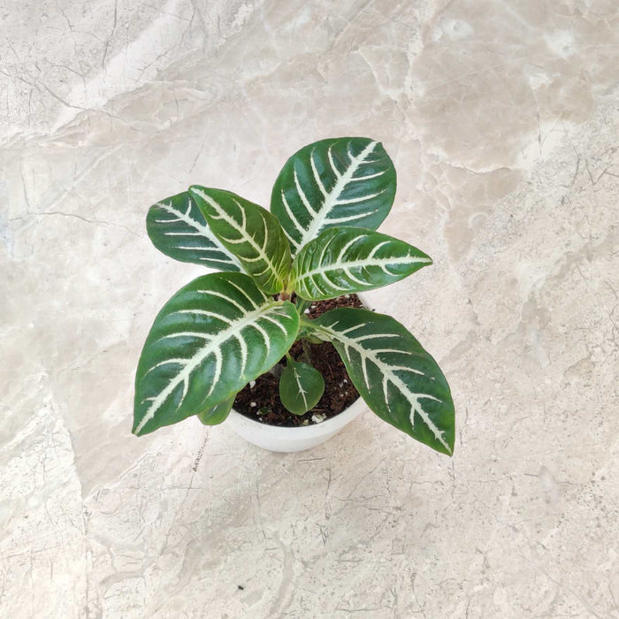 Aphelandra Squarrosa Plant 8.5 cm pot