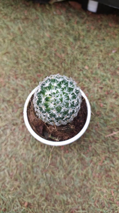 Cactus Mammillaria Gracilis 'Antje' 7 cm pot
