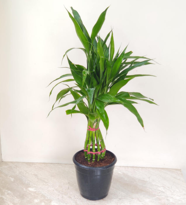 Lucky Bamboo Braided 15 cm pot