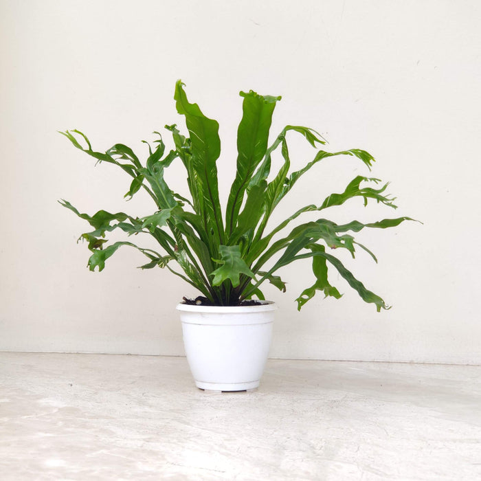 Asplenium Nidus Variegated 8.5 cm pot