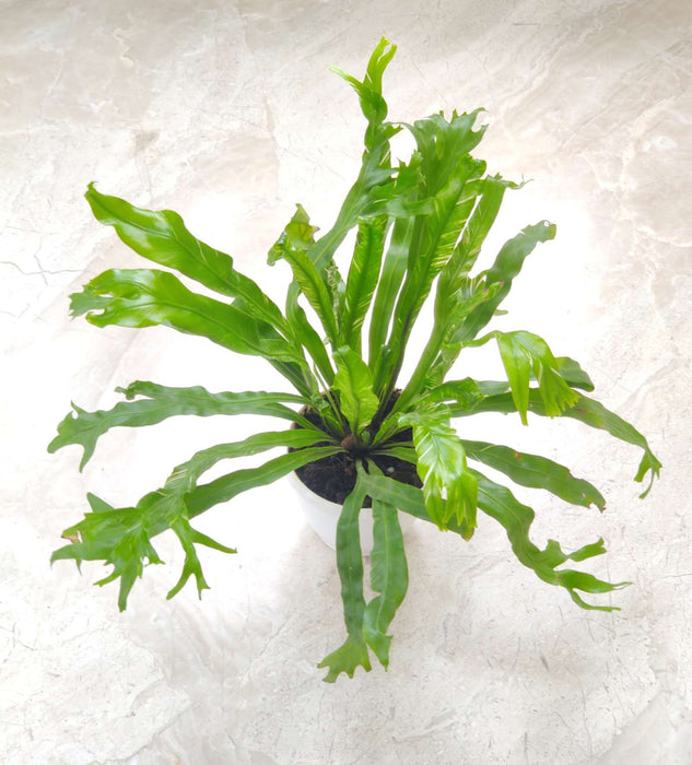 Asplenium Nidus Variegated 8.5 cm pot