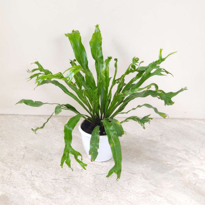 Asplenium Nidus Variegated 8.5 cm pot