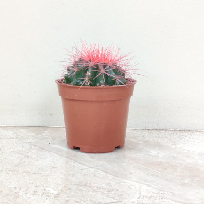 Painted Non-Grafted Pink Cactus 8.5 cm pot
