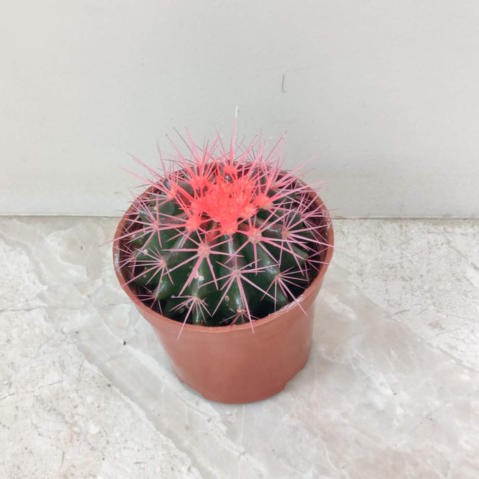 Painted Non-Grafted Pink Cactus 8.5 cm pot