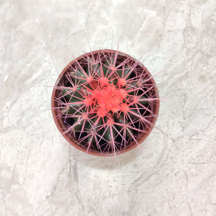 Painted Non-Grafted Pink Cactus 8.5 cm pot