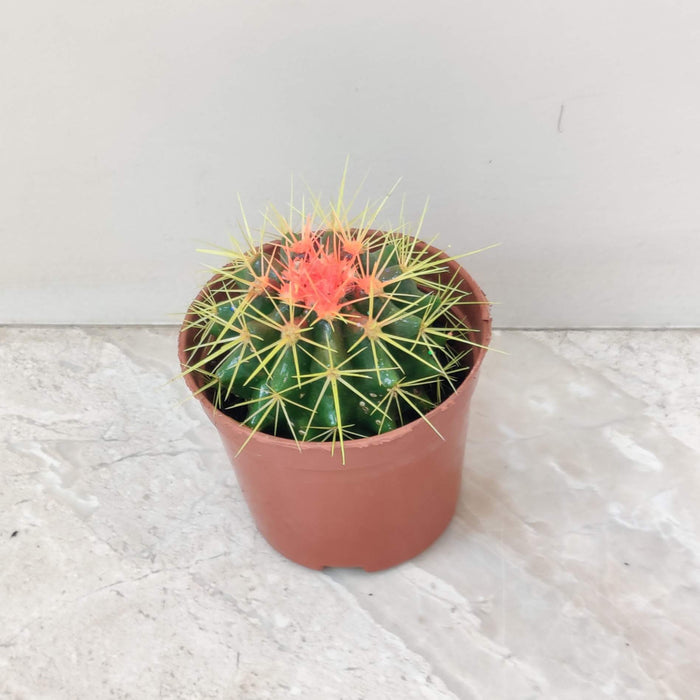 Painted Non-Grafted Green Cactus 8.5 cm pot