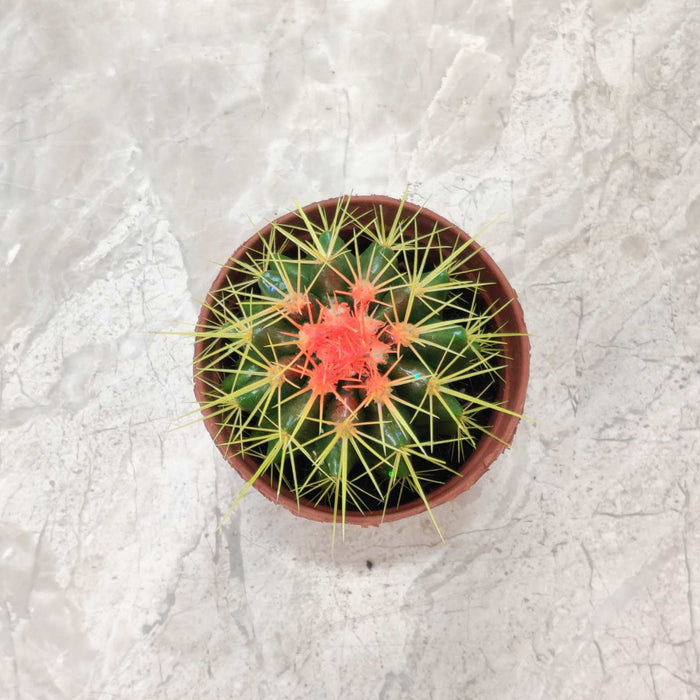 Painted Non-Grafted Green Cactus 8.5 cm pot