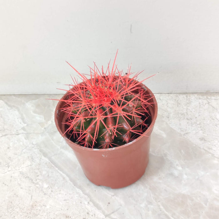 Painted Non-Grafted Red Cactus 8.5 cm pot