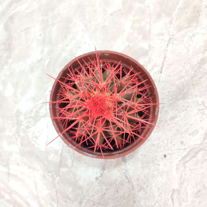 Painted Non-Grafted Red Cactus 8.5 cm pot