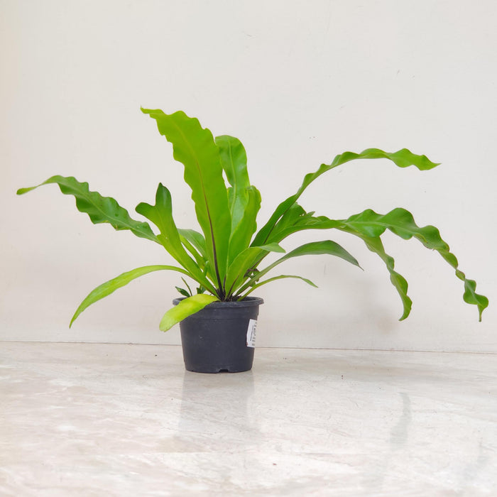 Asplenium Nidus Fern Plant (Copy)