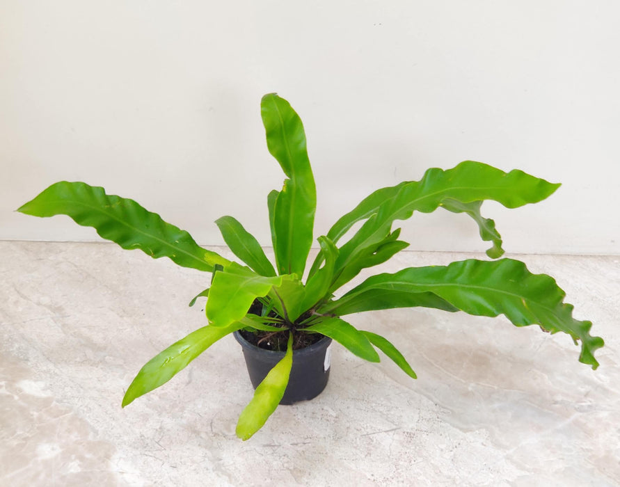 Asplenium Nidus Fern Plant (Copy)