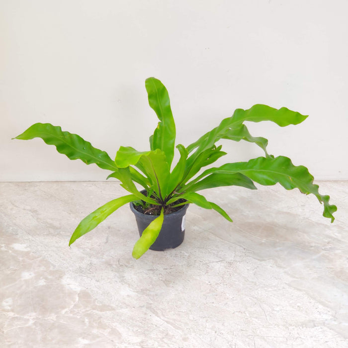 Asplenium Nidus Fern Plant (Copy)