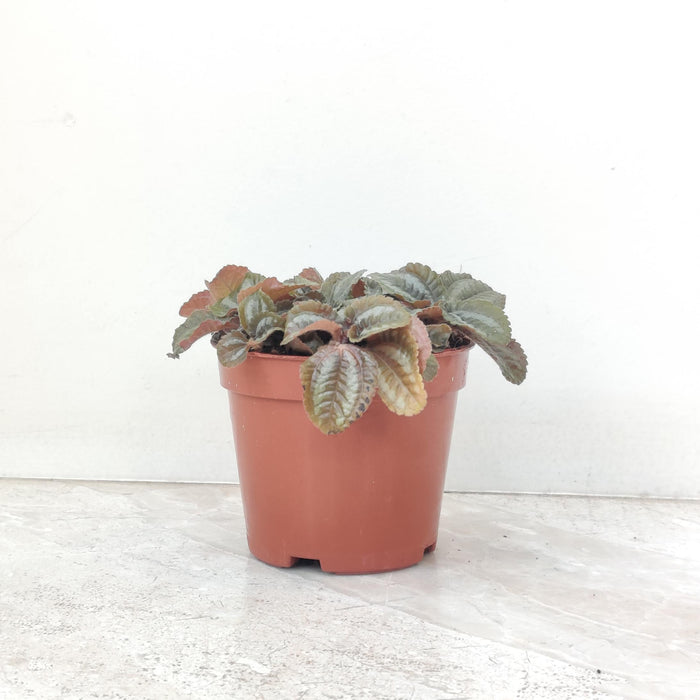 Pilea Involucrata 'Red Leaf' 8.5 cm pot