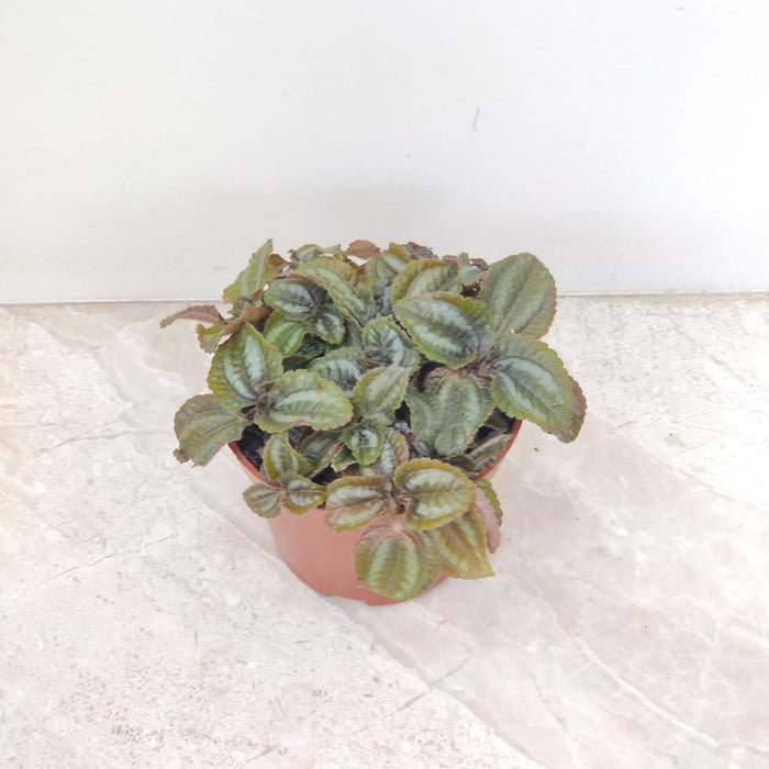 Pilea Involucrata 'Red Leaf' 8.5 cm pot