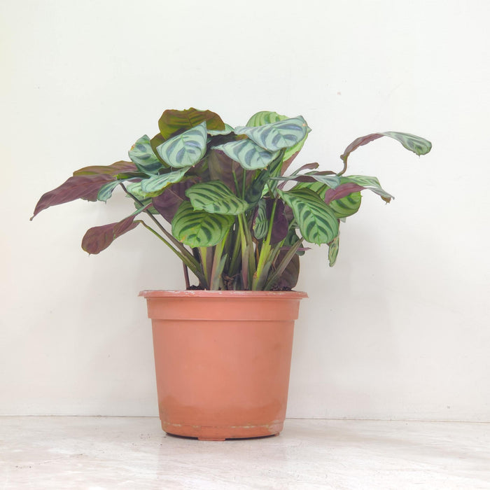 Calathea Burle-marxii 18 cm pot