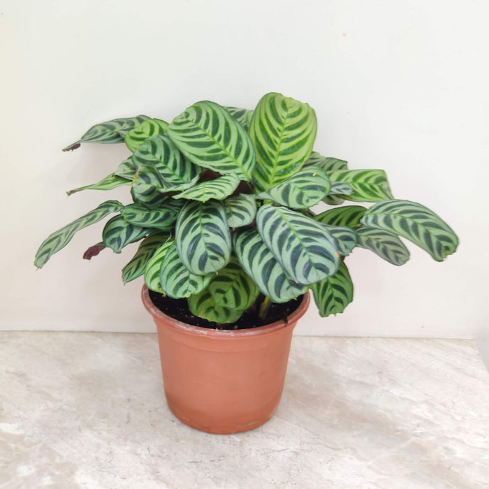 Calathea Burle-marxii 18 cm pot