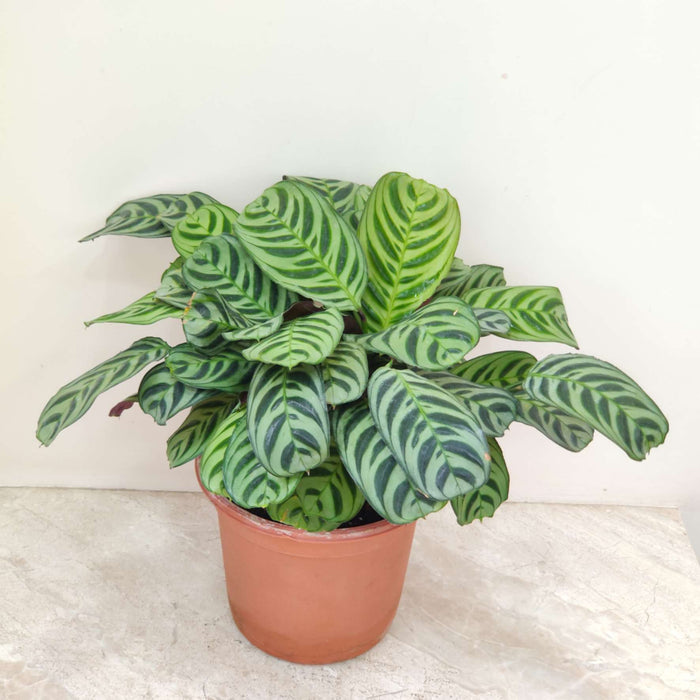 Calathea Burle-marxii 18 cm pot