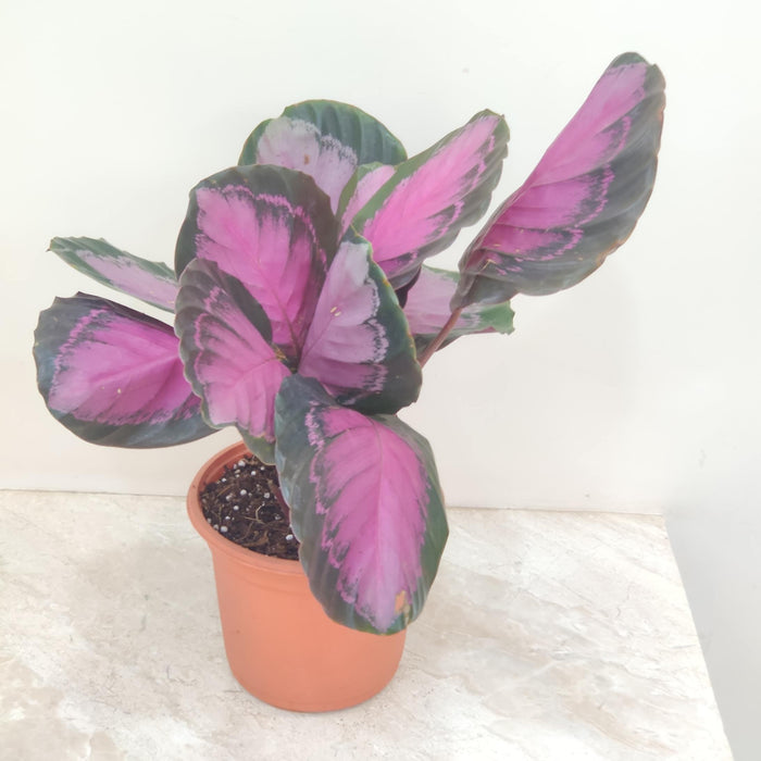 Calathea Rusco 18 cm pot