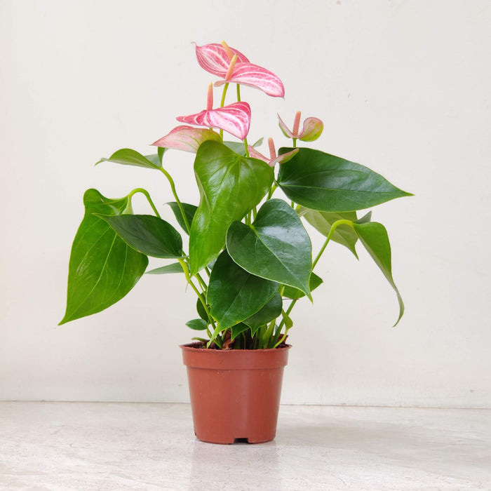 Anthurium Pink 8.5 cm pot