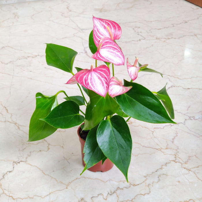 Anthurium Pink 8.5 cm pot