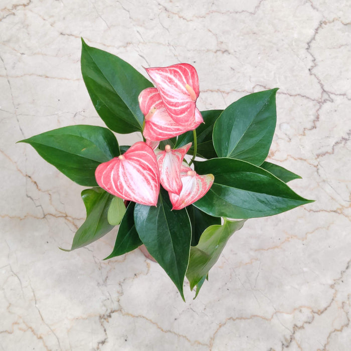 Anthurium Pink 8.5 cm pot
