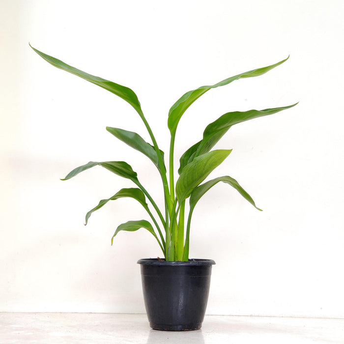 Philodendron 'Bird of Paradise Yellow' 12 cm pot