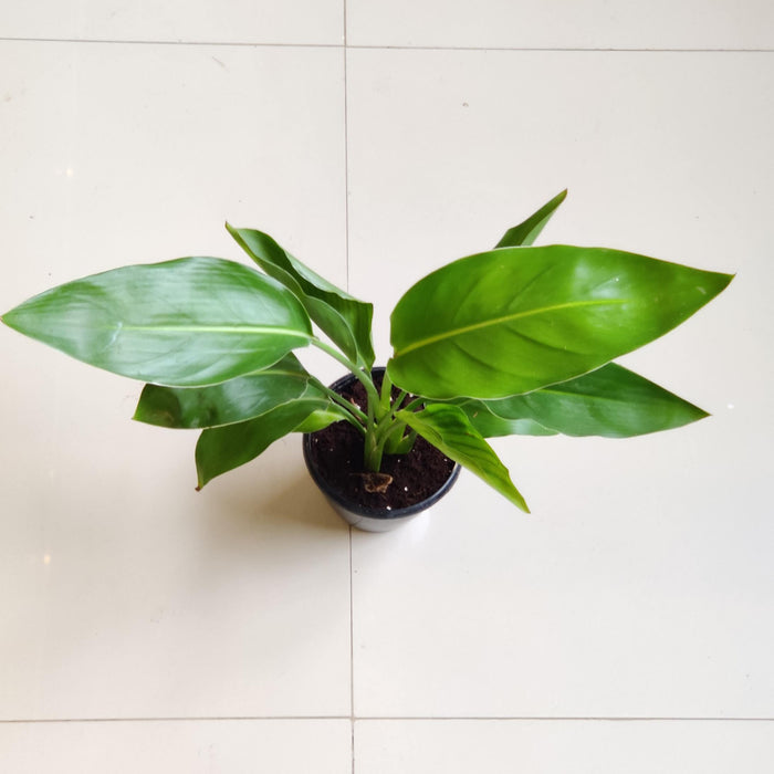 Philodendron 'Bird of Paradise Yellow' 12 cm pot