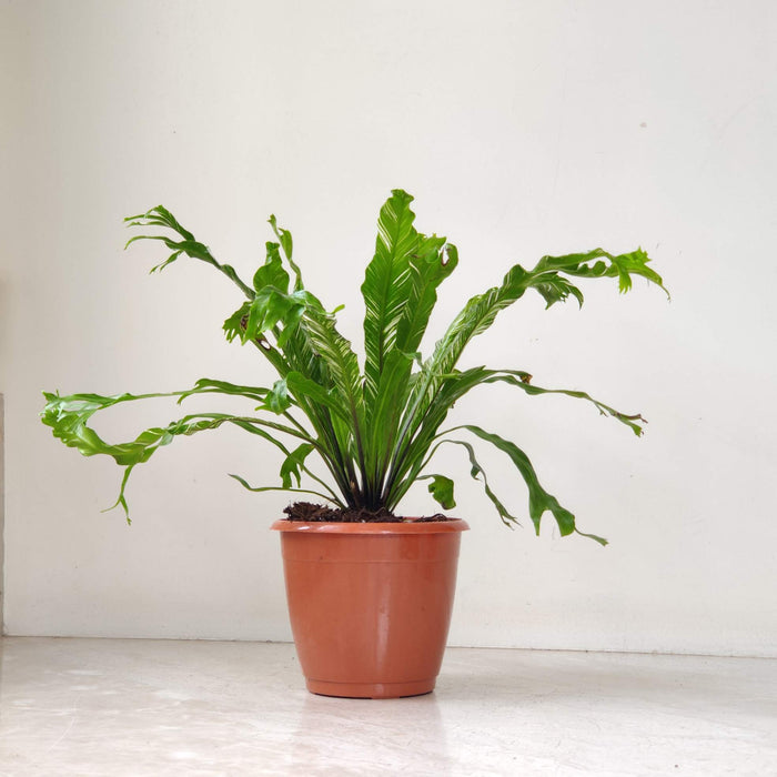 Asplenium Nidus Variegated 12 cm pot