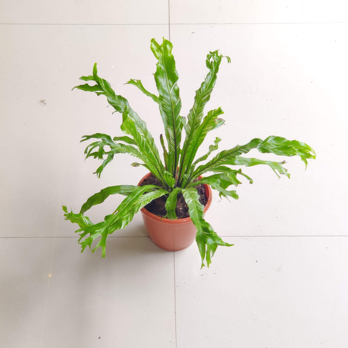 Asplenium Nidus Variegated 12 cm pot