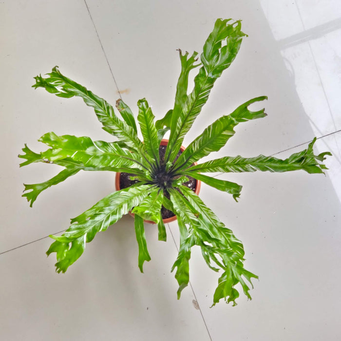 Asplenium Nidus Variegated 12 cm pot