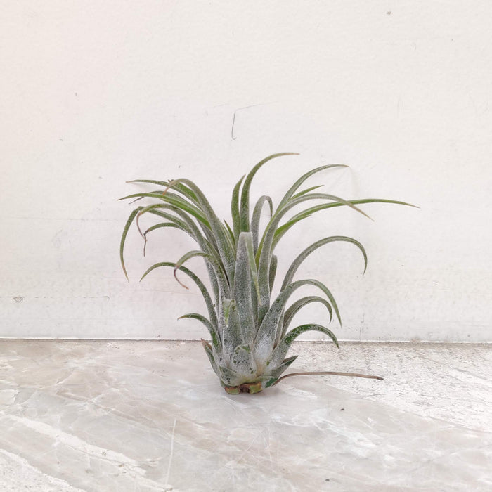 Tillandsia Paucifolia Red Hybrid