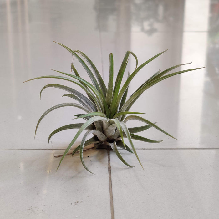 Tillandsia Paucifolia Red Hybrid