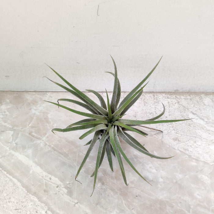 Tillandsia Paucifolia Red Hybrid