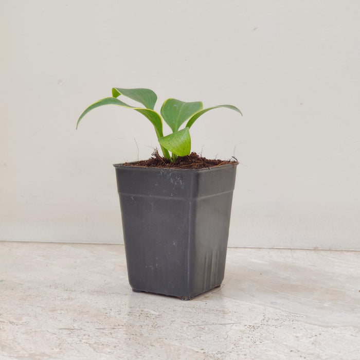 Hosta  Phants 8.5 cm pot