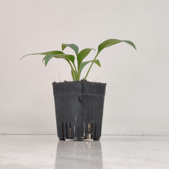 Hosta Halncyon Phants 8.5 cm pot