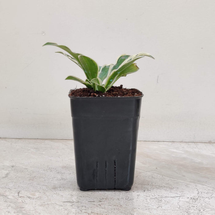 Hosta Marginata White’ Phants 8.5 cm pot