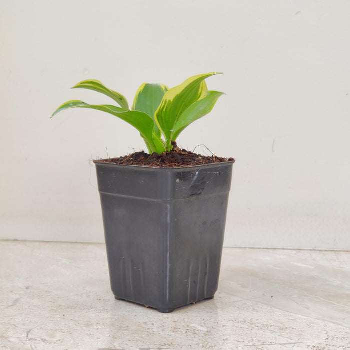 Hosta "Autumn Frost plants 8.5 cm pot
