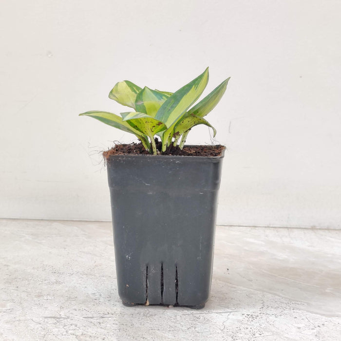 Hosta ‘Orange Star plants 8.5 cm pot