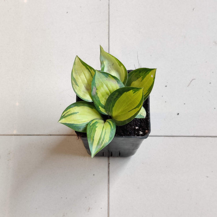 Hosta ‘Orange Star plants 8.5 cm pot