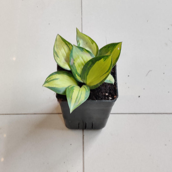 Hosta ‘Orange Star plants 8.5 cm pot