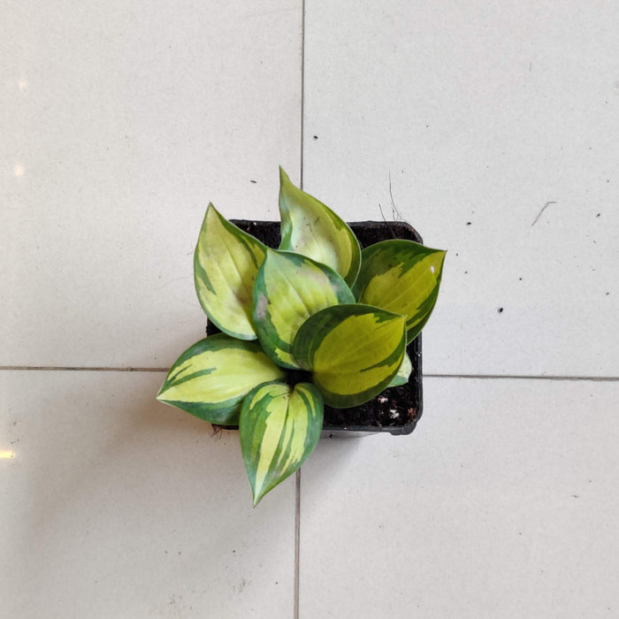 Hosta ‘Orange Star plants 8.5 cm pot